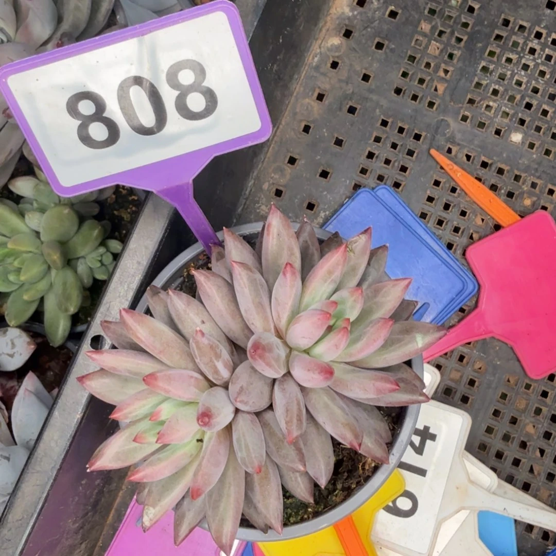 心***水多肉植物彩虞群808