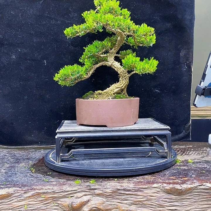 无花朵黄杨盆景四季常青