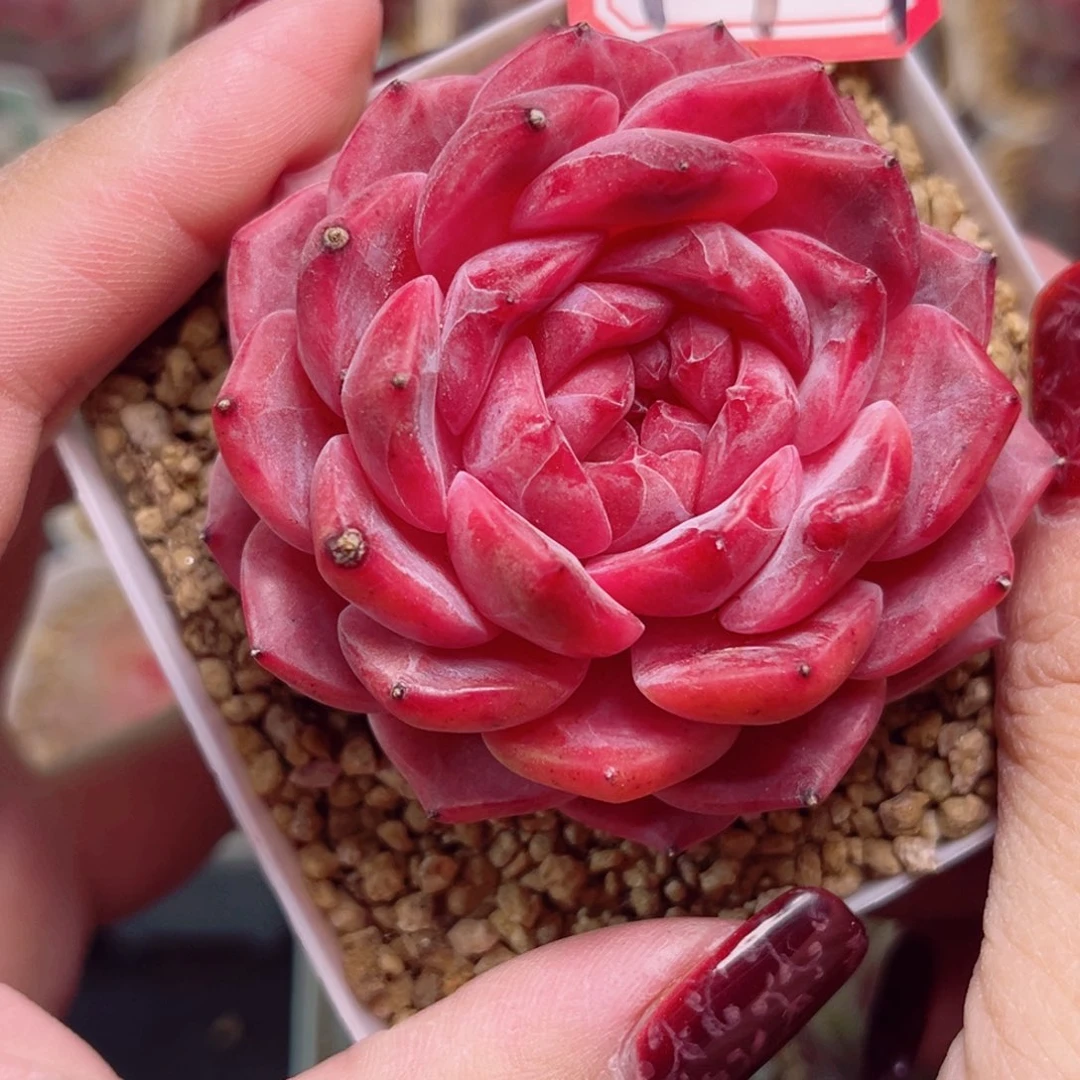 F917一物一拍 流心蝴蝶剑