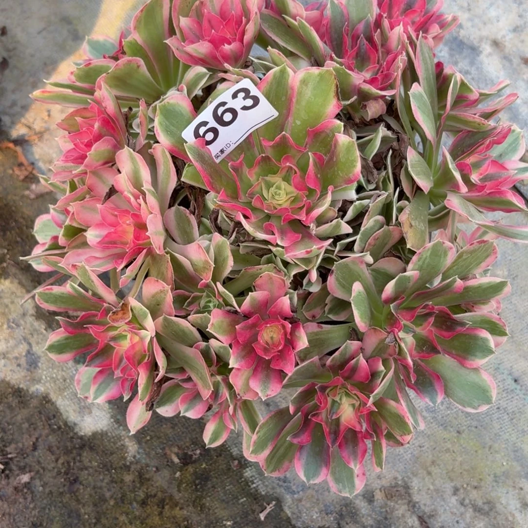 663男神多38676894498个