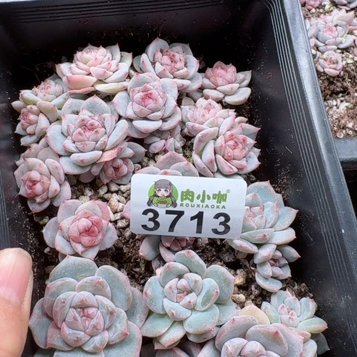 幽*多肉植物多肉植物