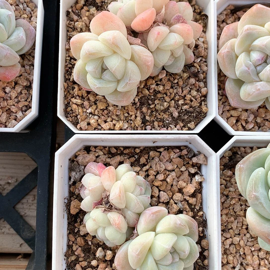 麦**兜5厘米两颗冰玉多肉，不包整