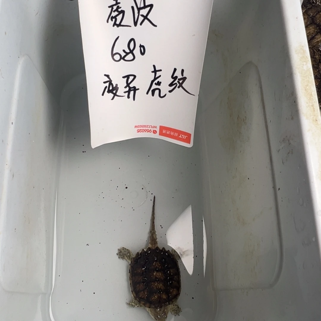 小鳄龟公虎纹变异，错甲半价