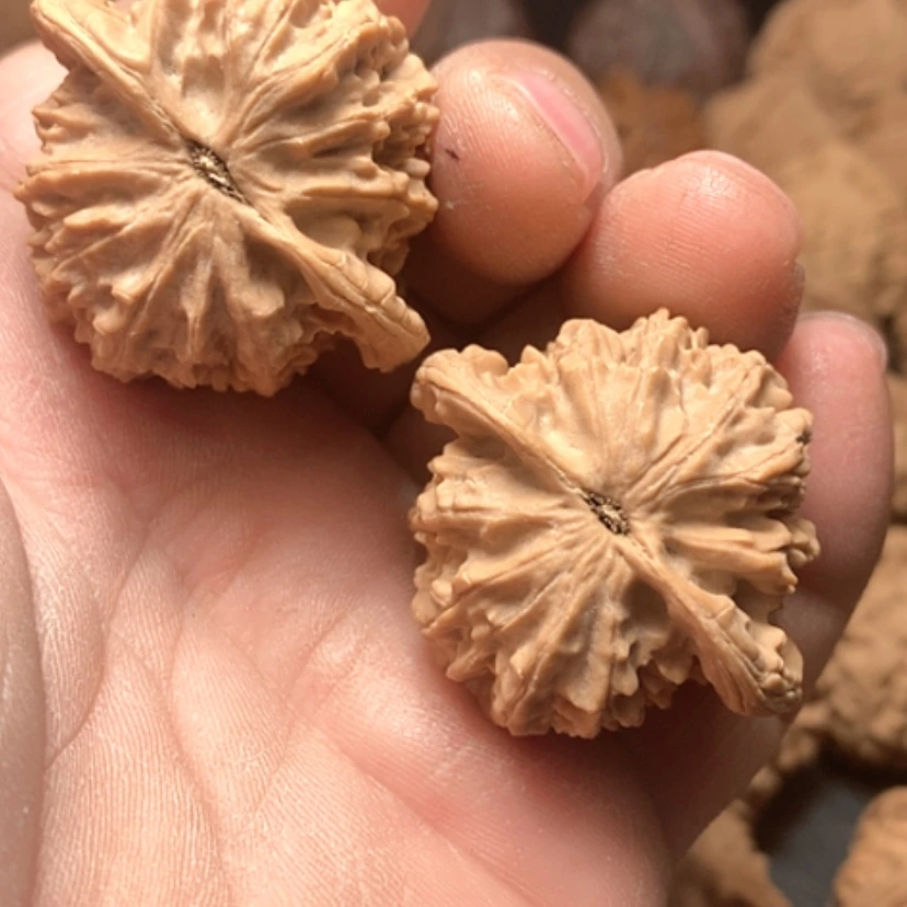 【闪购商品】安****训野生金牛