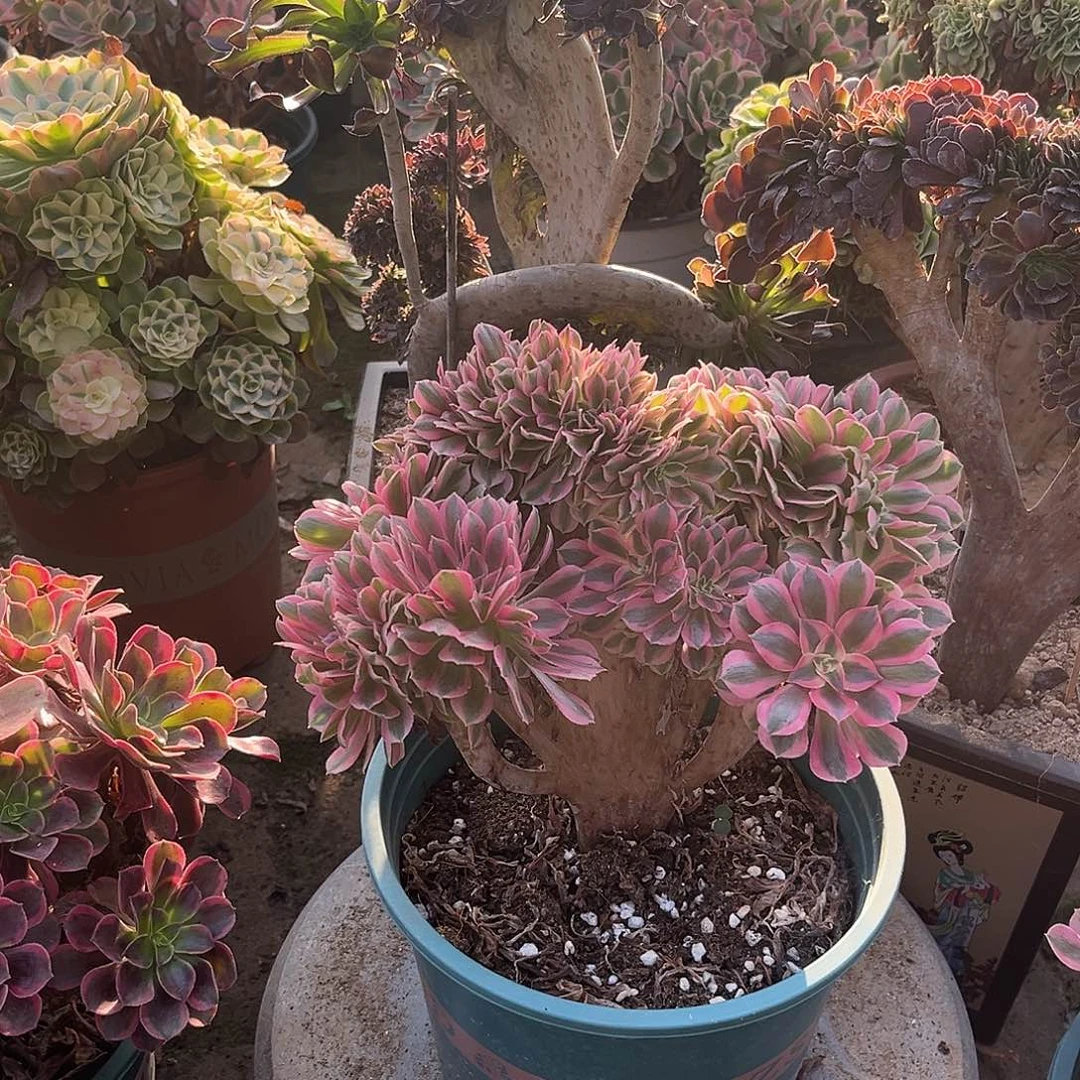 5女巫缀化法师多肉植物