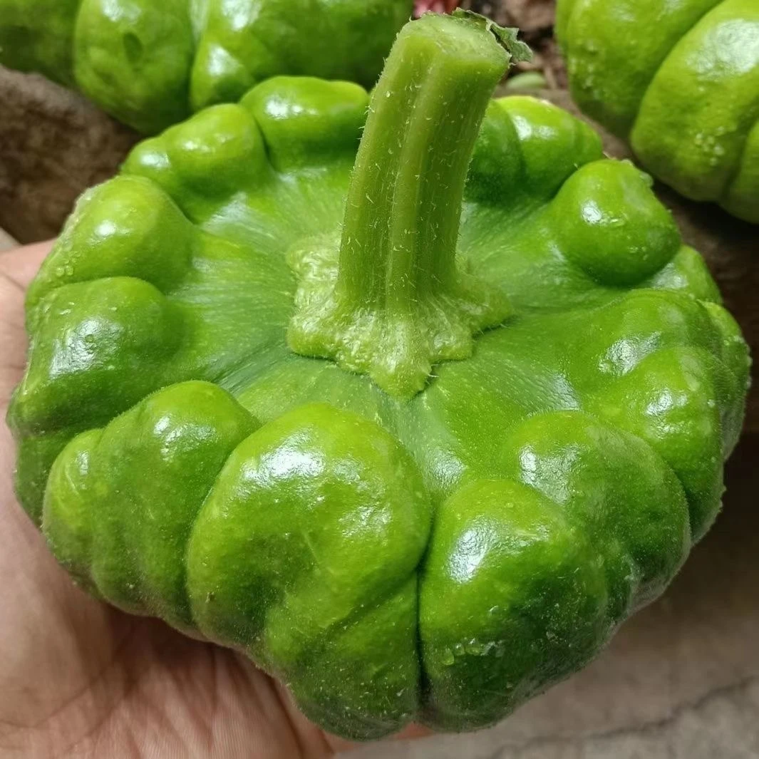 云南高山露天姜柄瓜新鲜蔬菜农家自种现摘现发产地直发