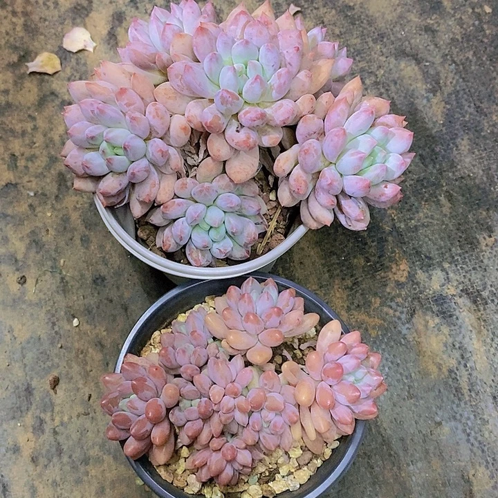 涓***涓多肉植物二个老桩