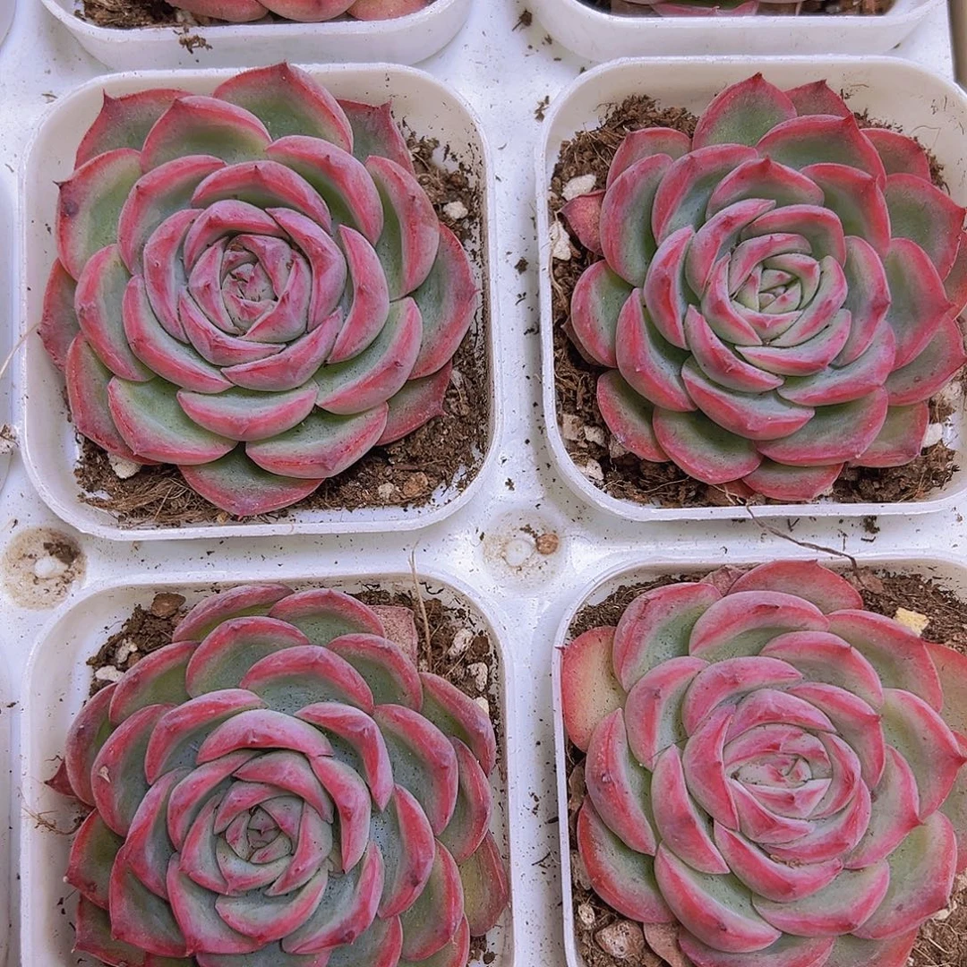 精品侧影19包邮多肉