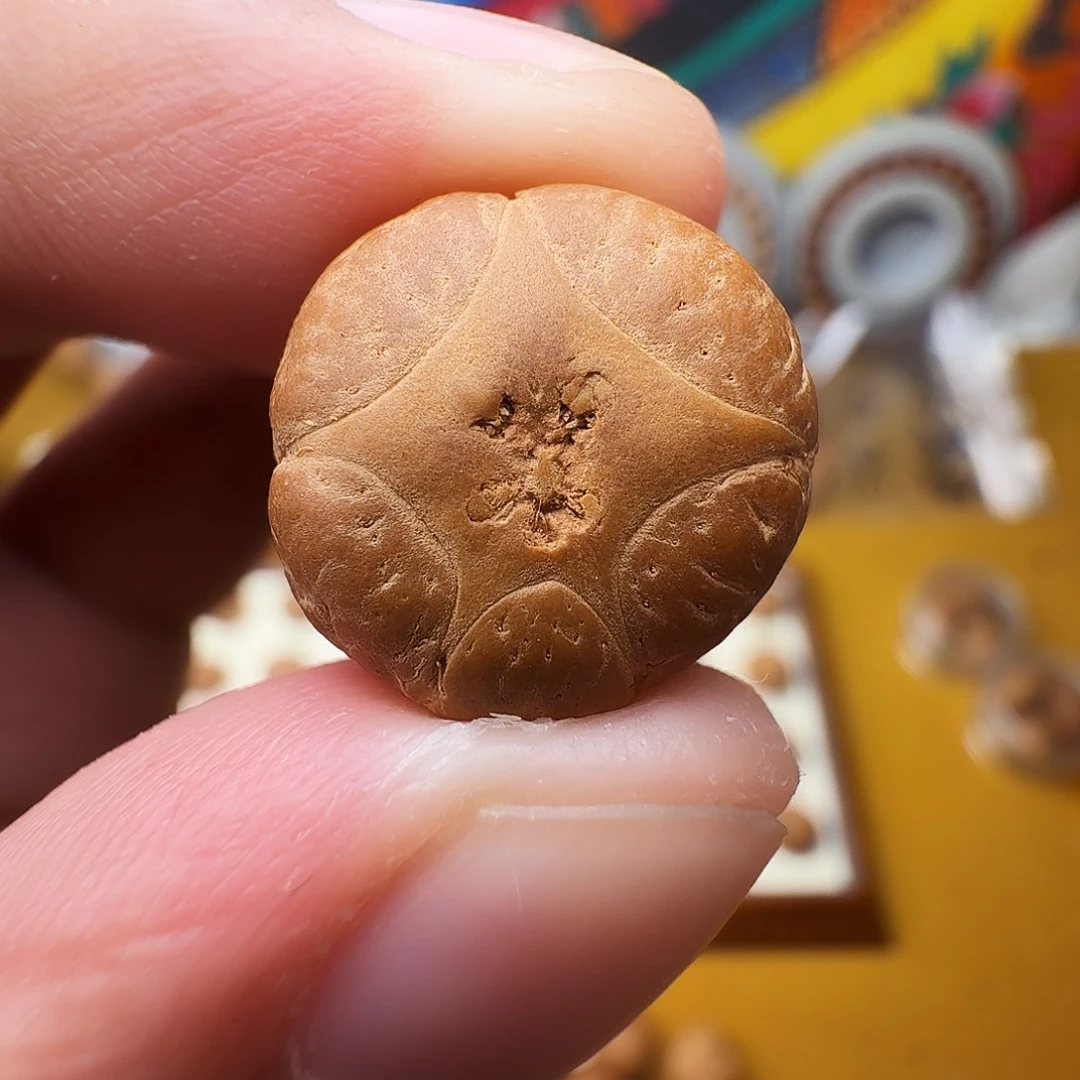 17五星单籽，一物一图