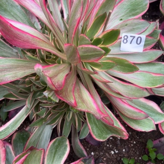 青*?870红魔女多肉植物，台