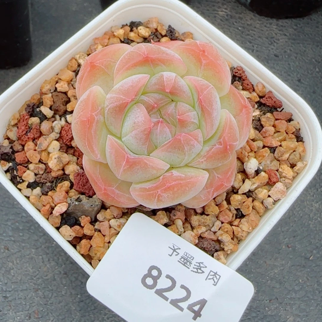 孤品福利，8224多肉植物