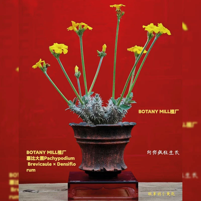 惠比大黑 开花机器 入门级好养易活块根多肉植物 故事小黄花 植厂