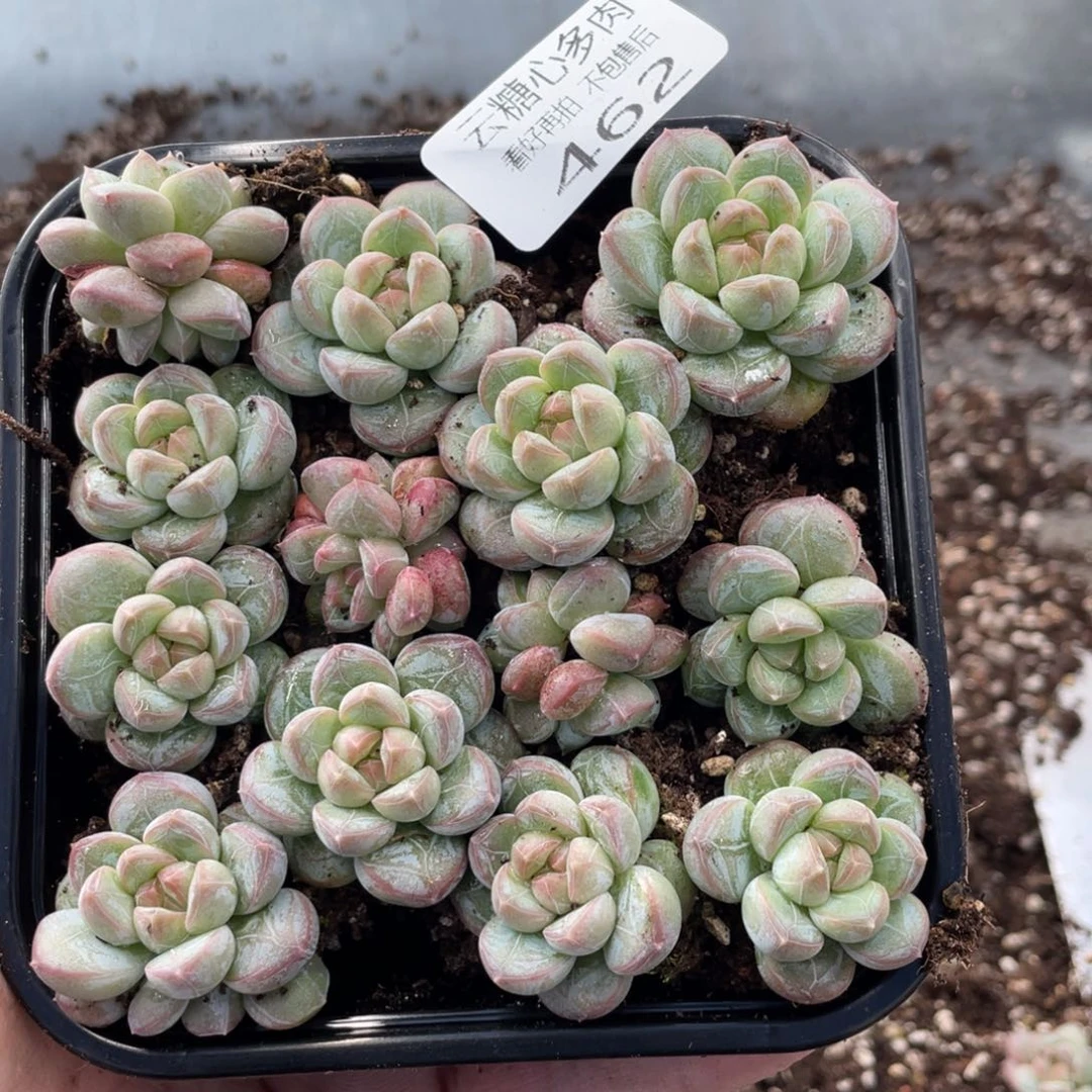 云糖心多肉植物462