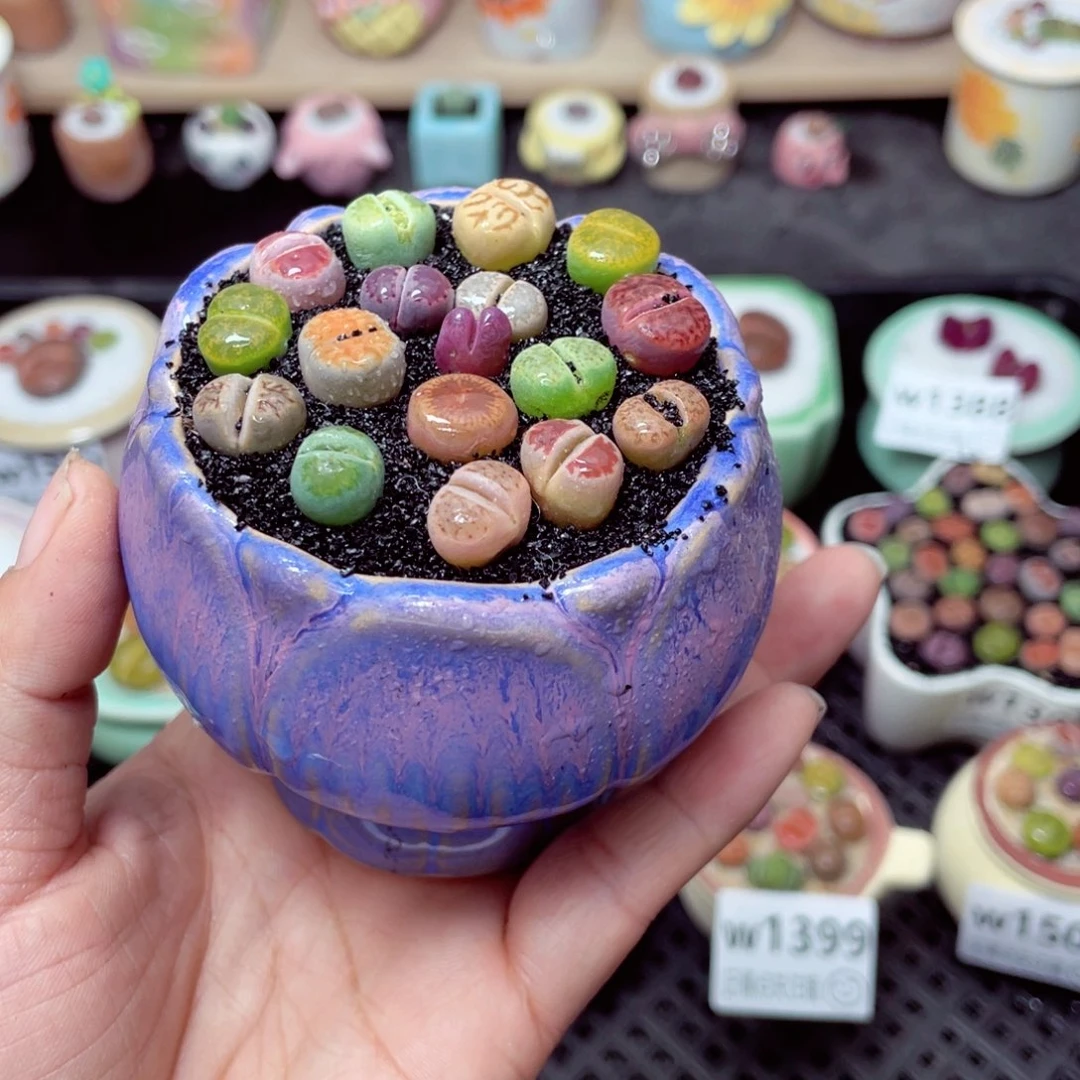 w1501 带盆土发货-零下地区拍保温箱