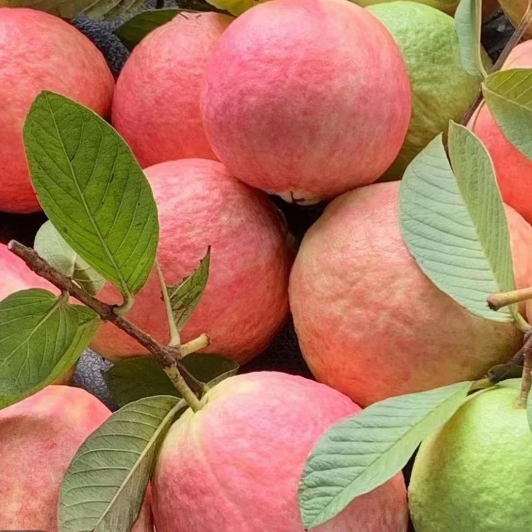 四季胭脂红心芭乐矮化果树苗