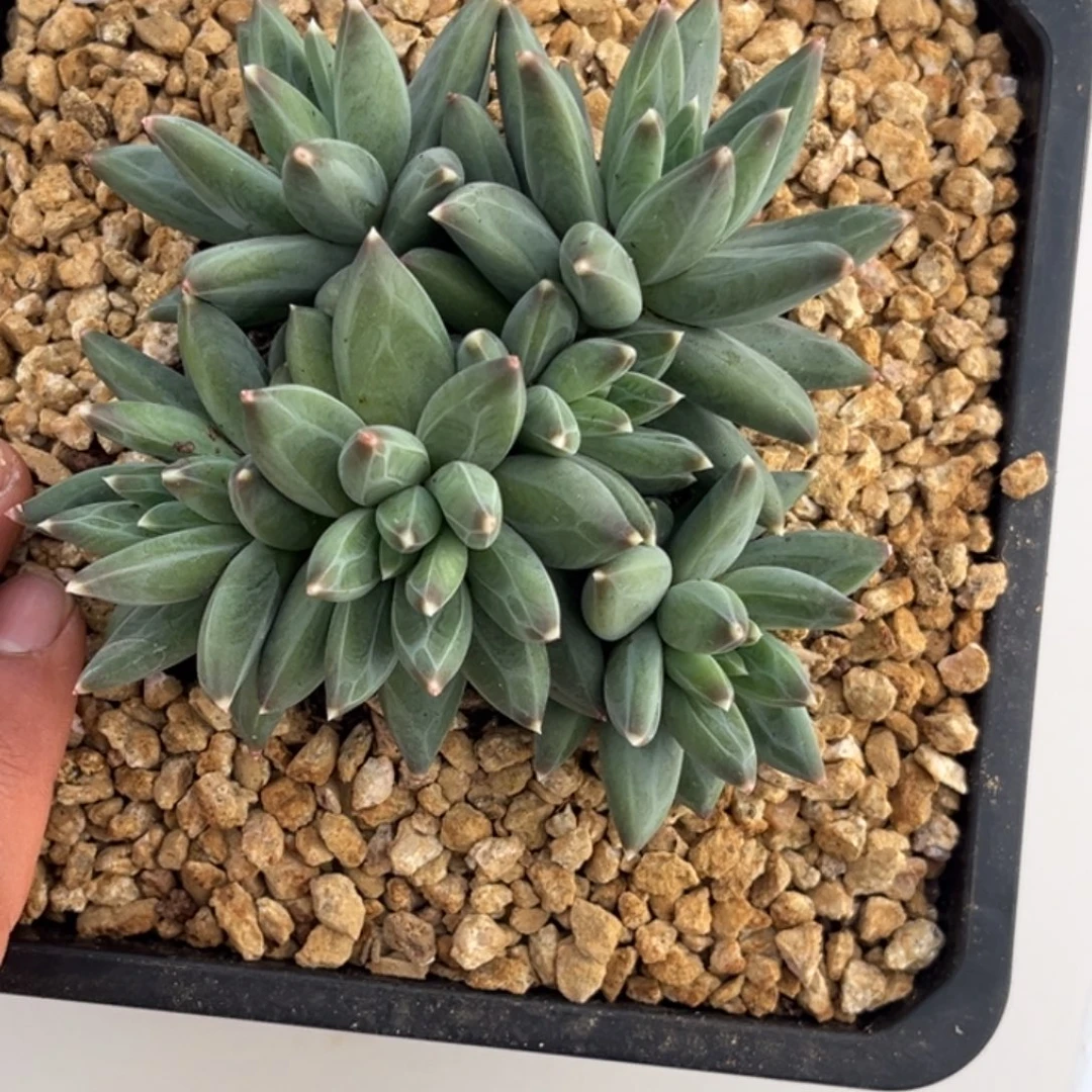 d***qttn多肉植物群736