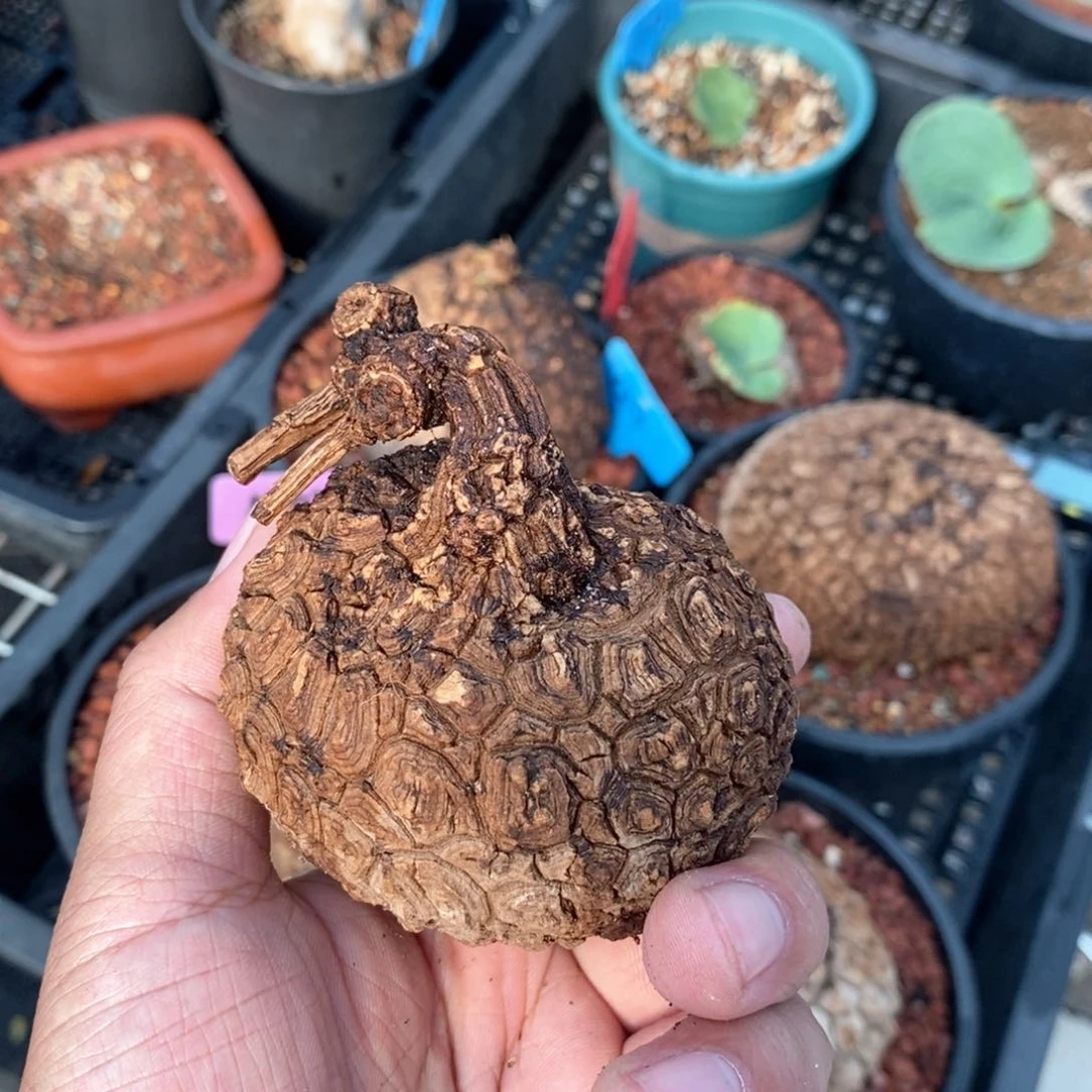 刘**…龙甲龟多肉植物一个