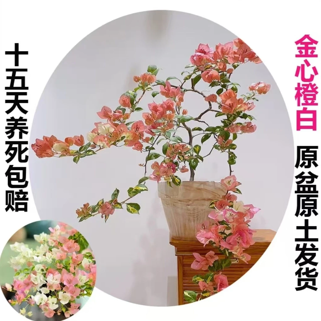 金心橙白（三角梅）原生大苗四季开花老桩爬藤植物