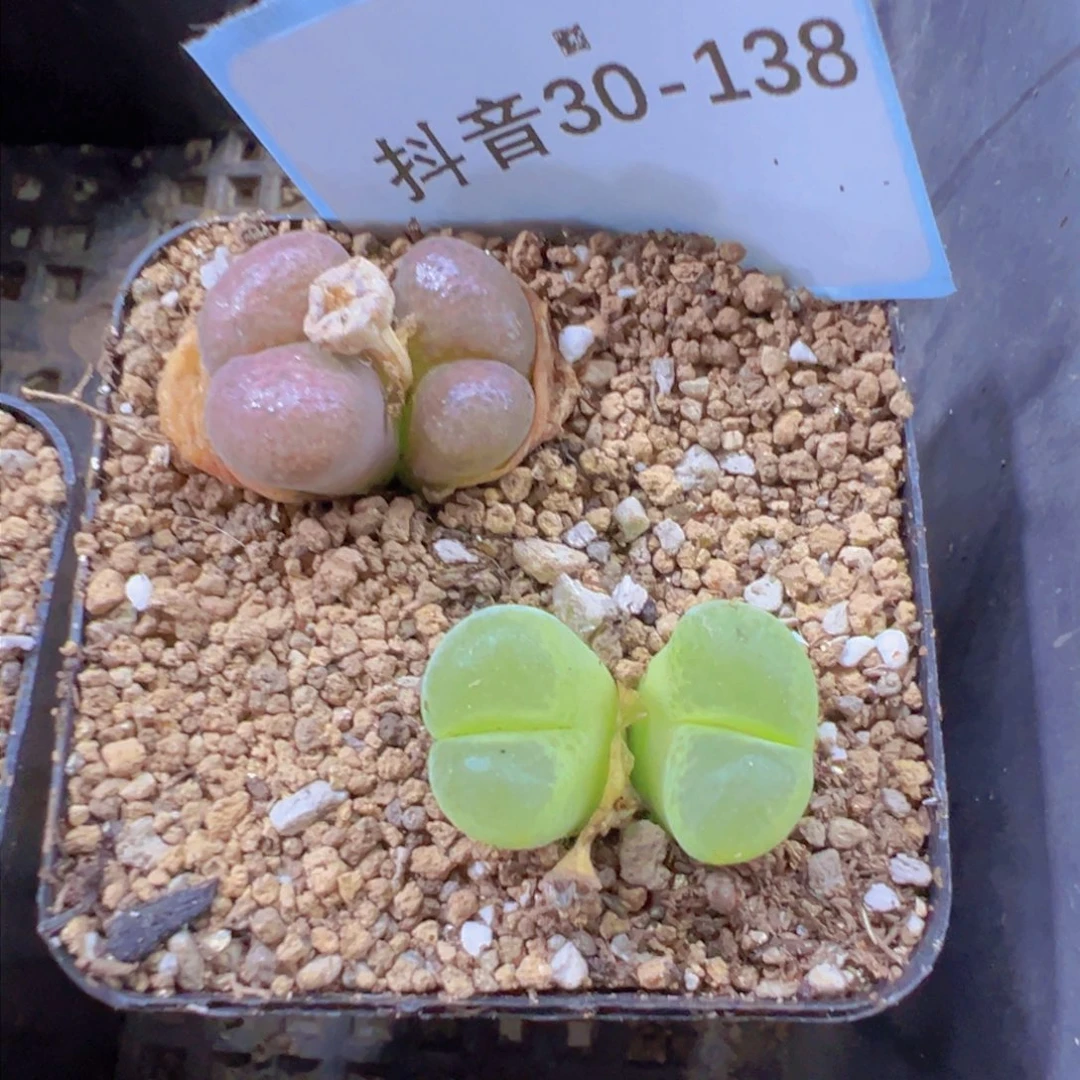 30-138肉锥多肉植物，