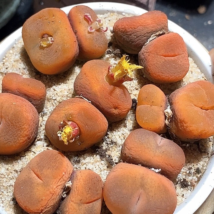 双头水蜜桃母本一颗