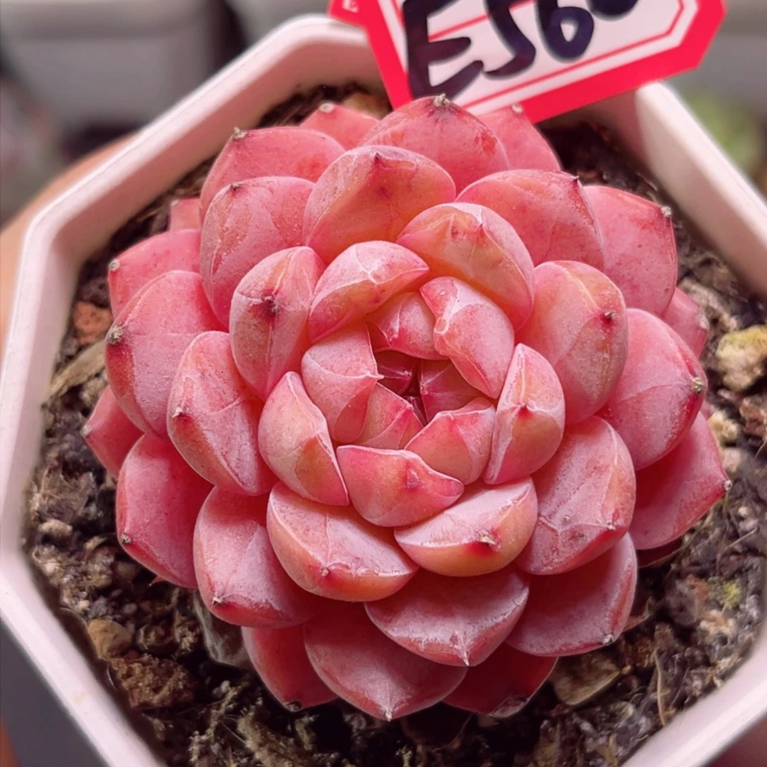 小**果E569 龙葵一物一拍