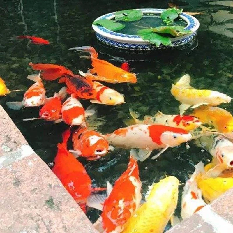 大正红白三色锦鲤锦鲤鱼上新活招财行好运旺财包邮包活包开箱