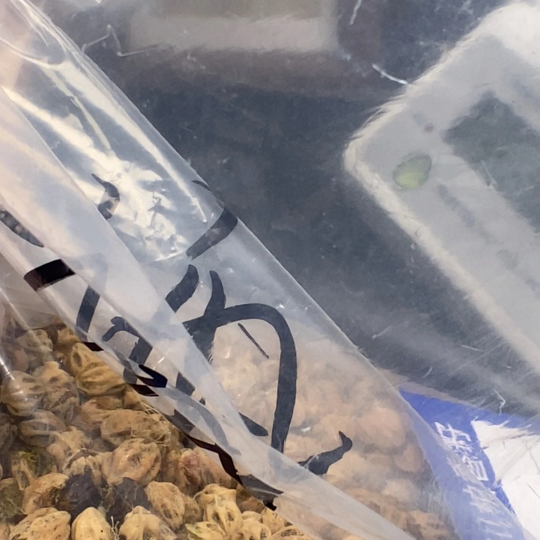 海***瓶吊坠柏香籽/百香籽