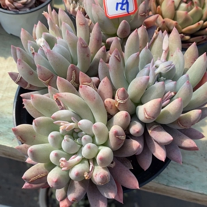 小*一物一拍红蜻蜓129