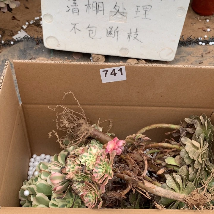 741三颗法师多肉