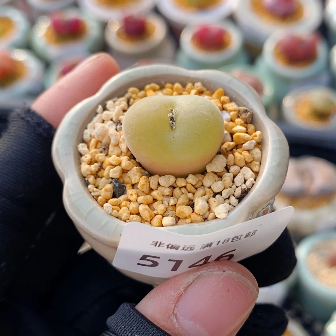 5146-一物一拍 带盆