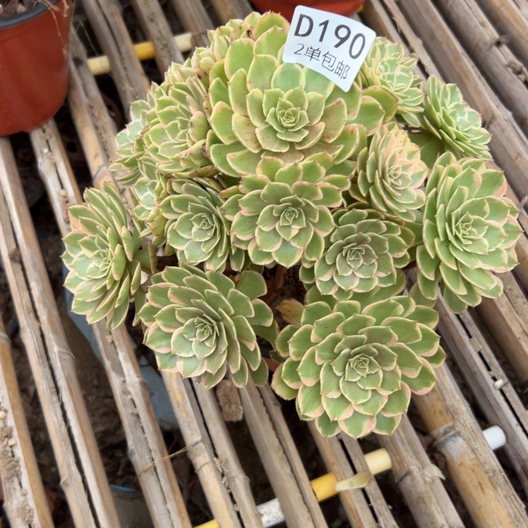 190多肉  粉花妖不包断头