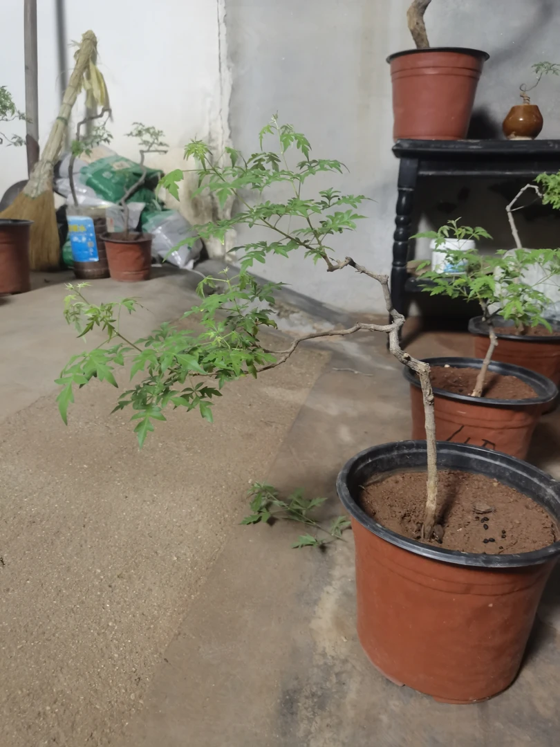 北太行小叶黄荆生桩适合打造独特景观的植物