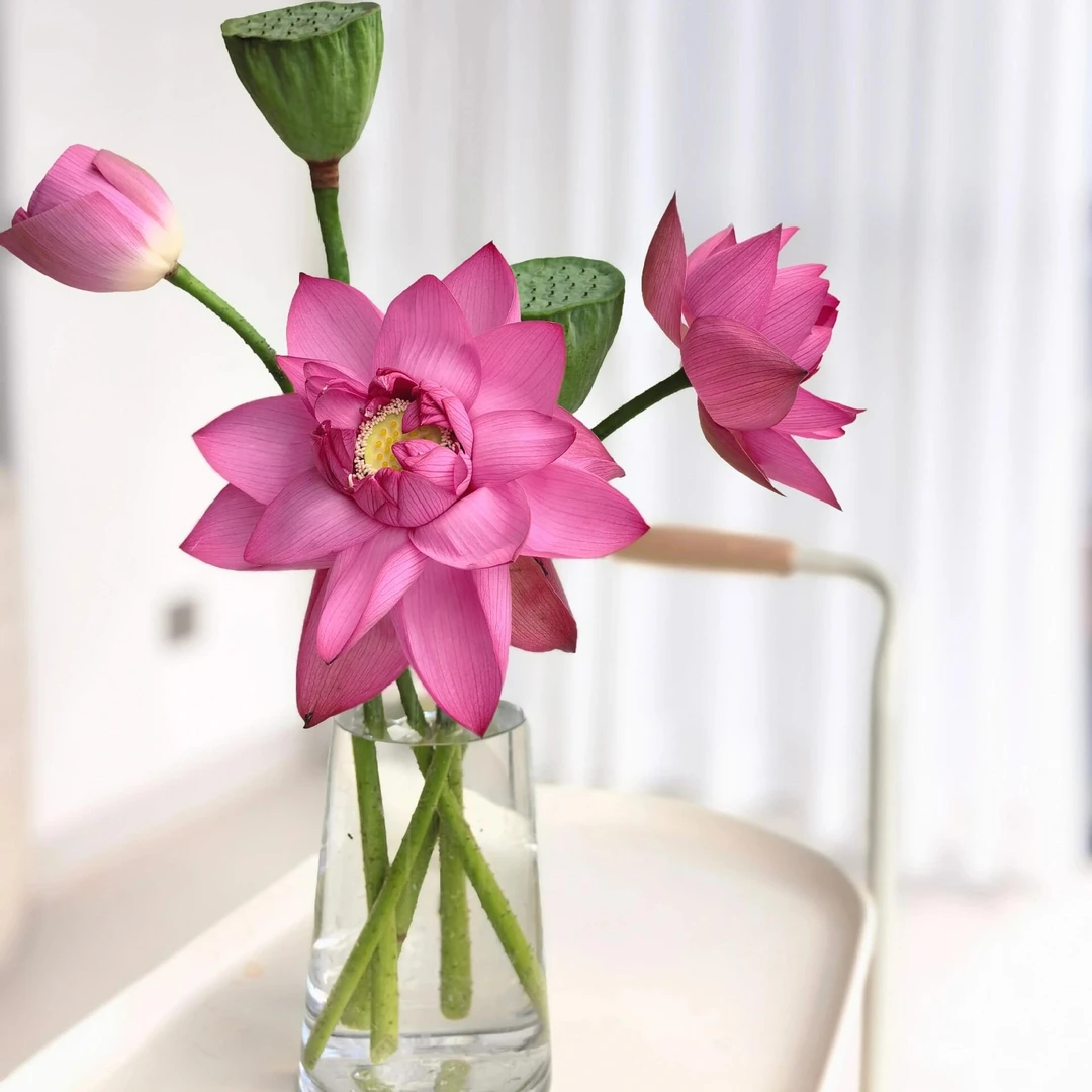 荷花五支 贵港两小时内送货上门