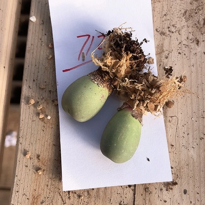 712。  两颗大鸽子蛋。