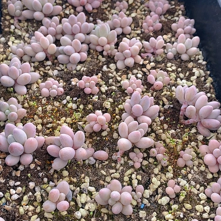 152 多肉植物盆栽花卉植物