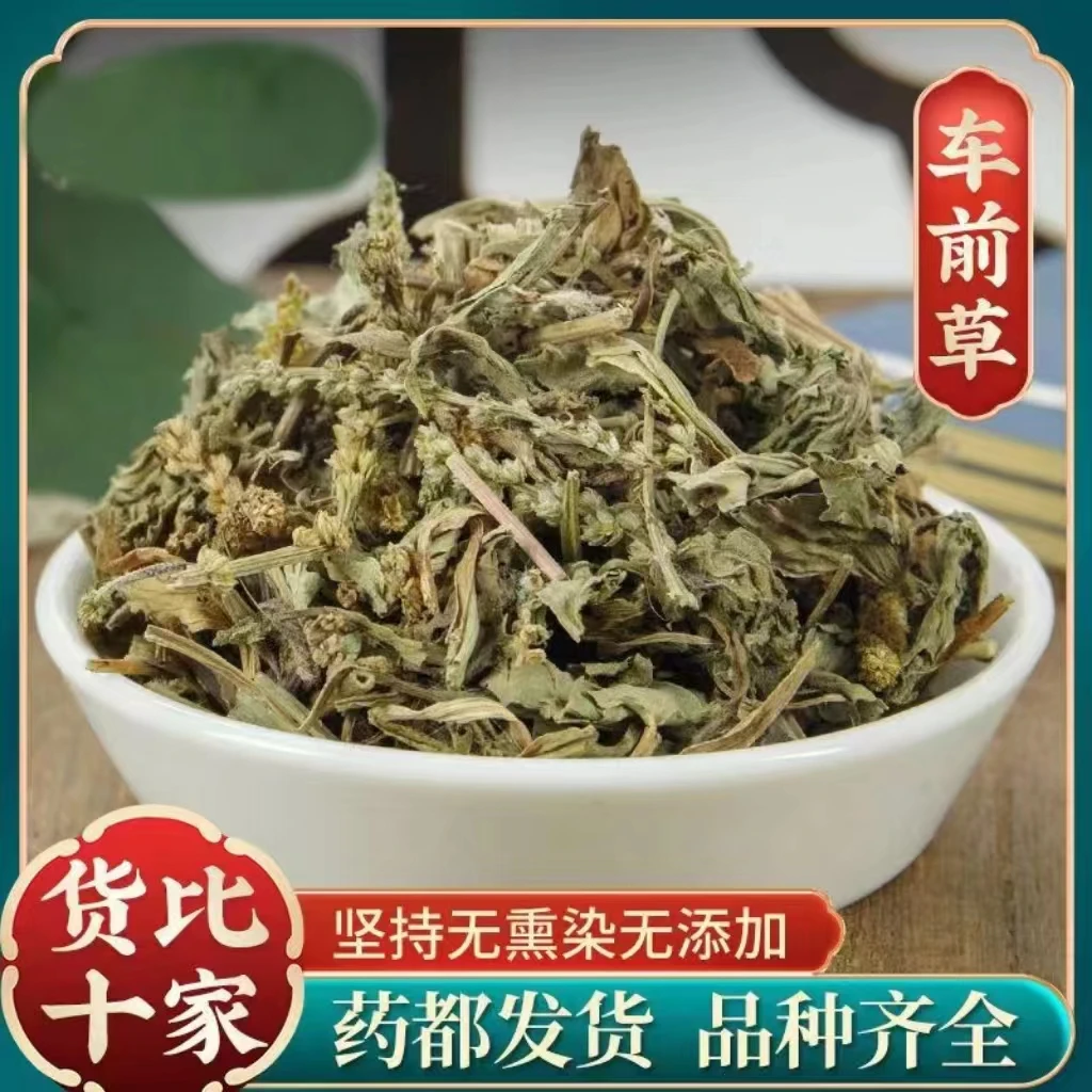 鑫佰草【车前草】正宗车前草 全车草 车轮菜 牛舌草搭配枸杞泡水