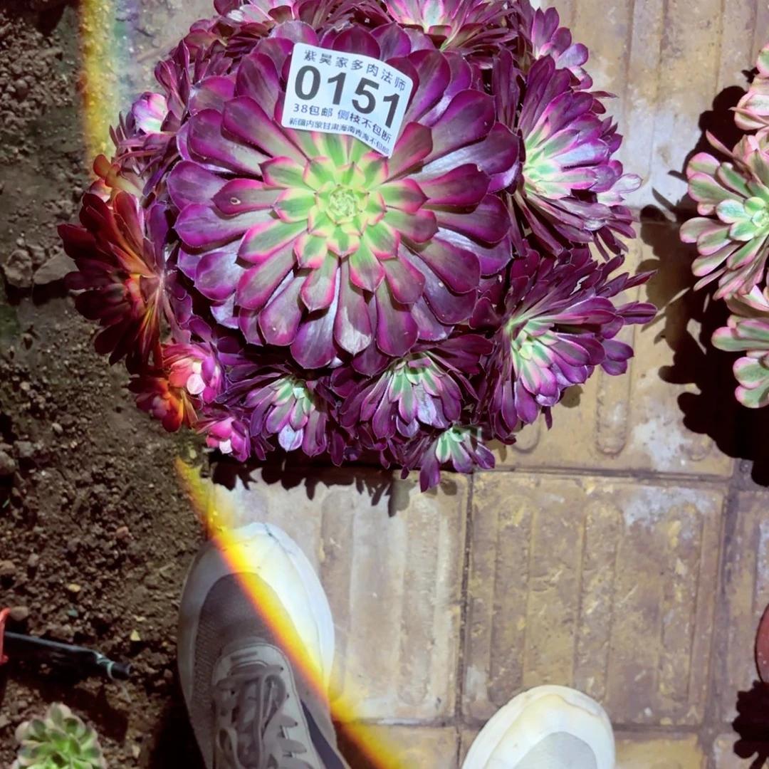 杨***姐1棚法师00000151黑同