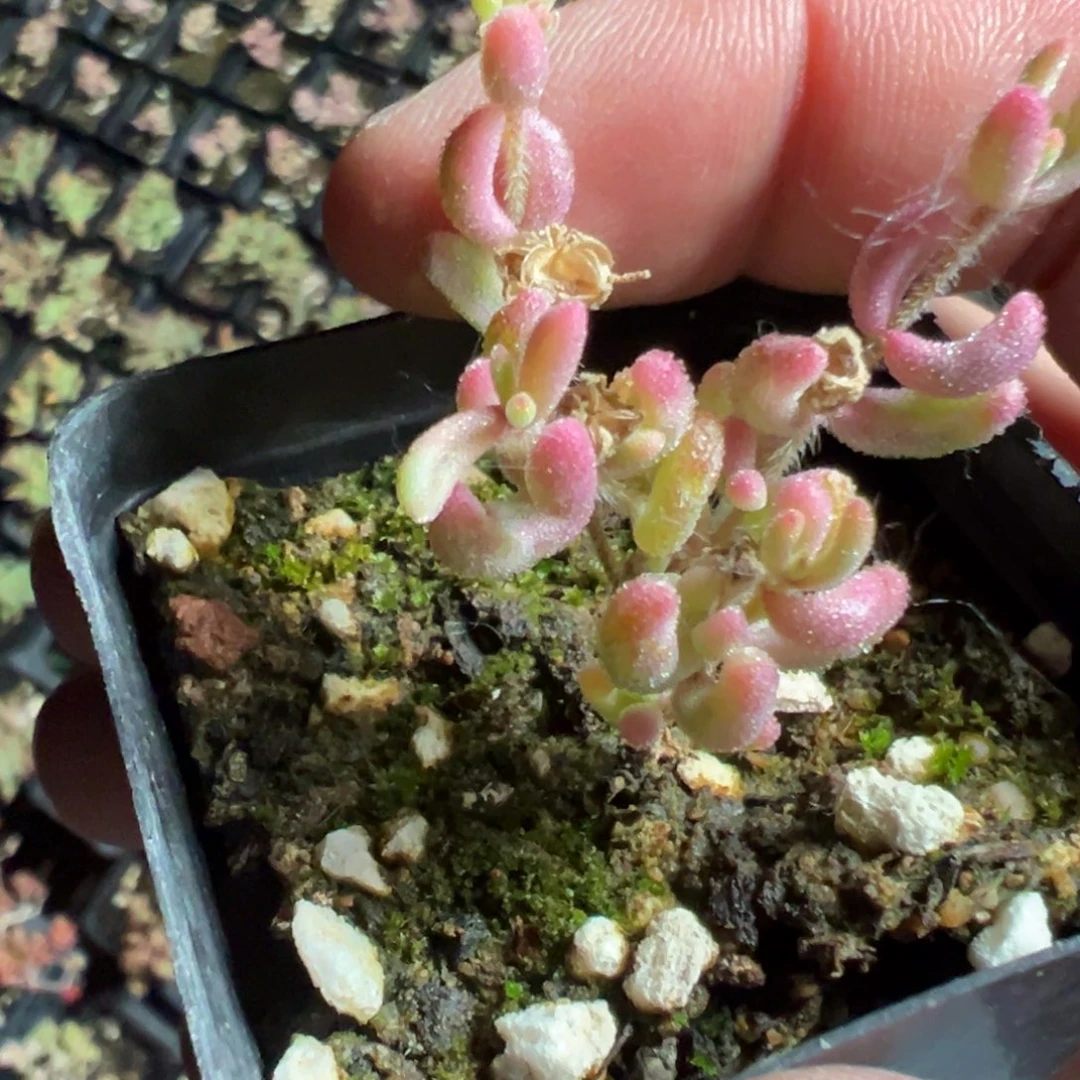 红宝石锦55杯老桩福利