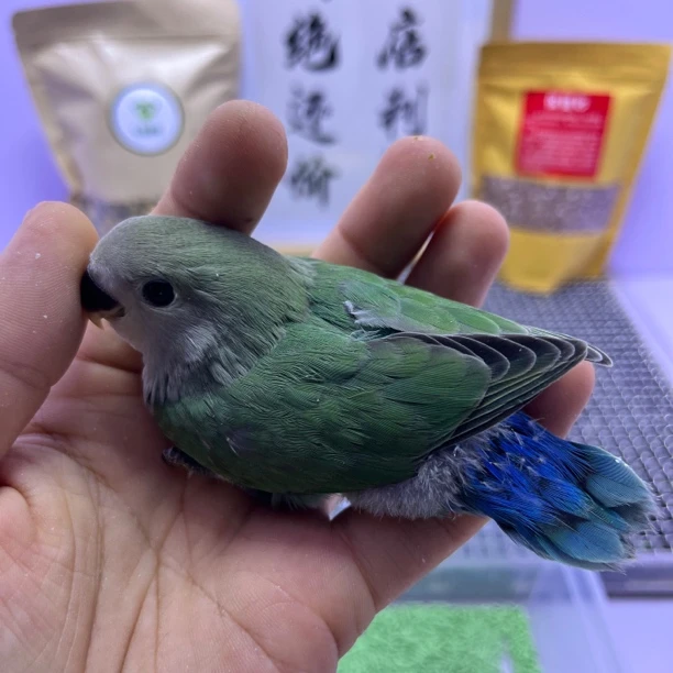 精品绿底绿金顶母L35193-牡丹鹦鹉