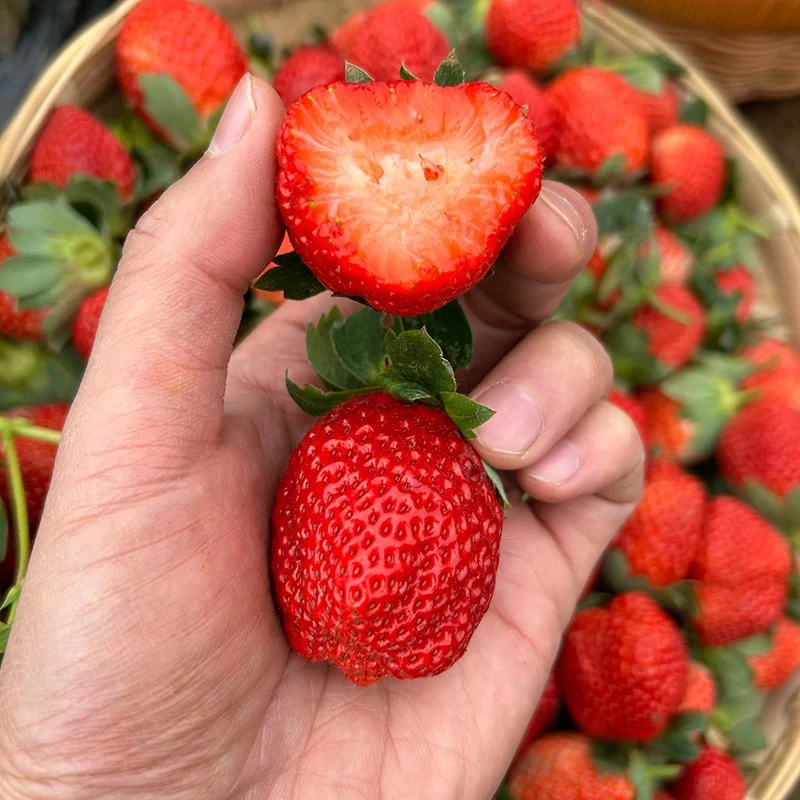 【顺丰包邮】G大凉山露天草莓新鲜孕妇水果奶油草莓非丹东鲜草莓香