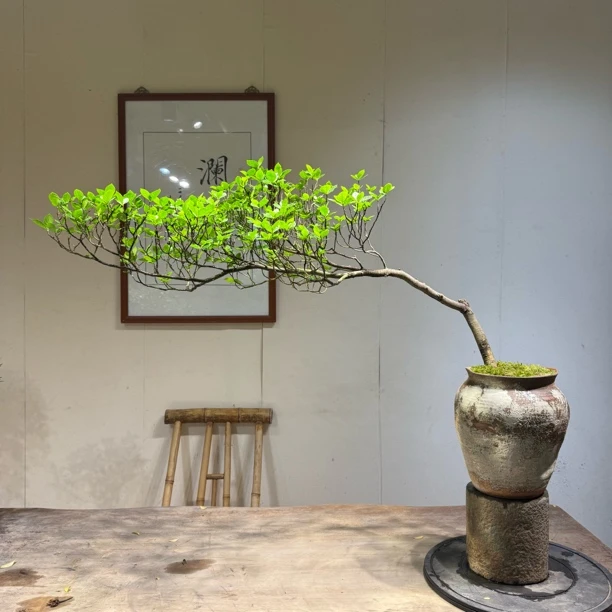 海岛栀子花精品盆景茶台室内办公室摆放