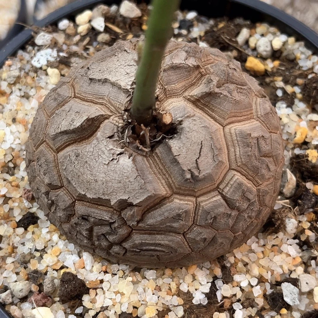 潮流植物精品南非龟，大盾甲
