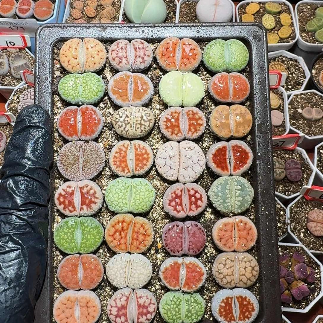 生石花等1111111111。   173