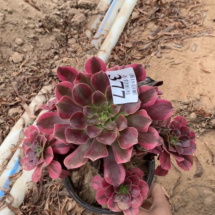 377美杜莎手捧东棚