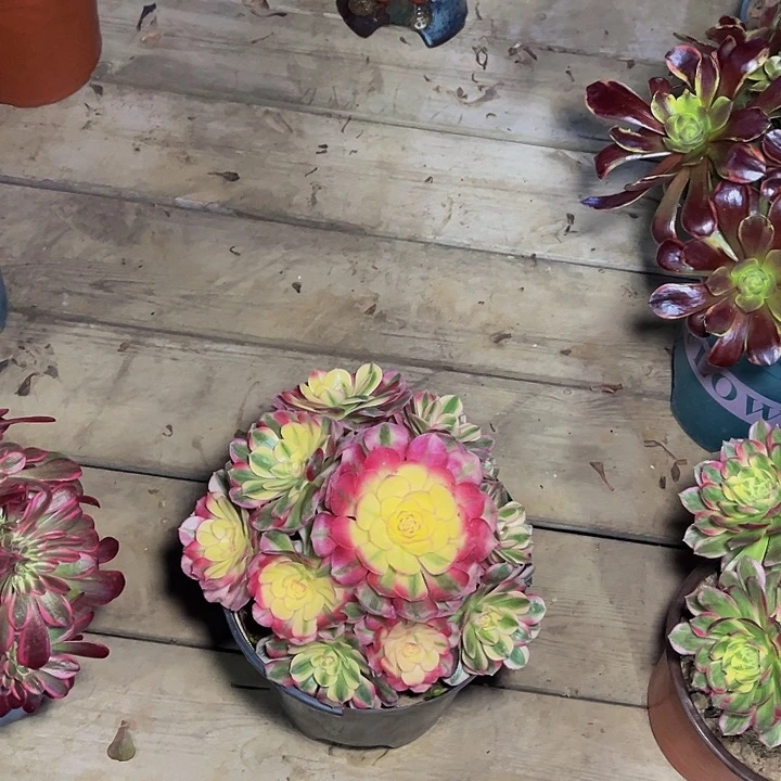 用****1倾城倾城法师锦006