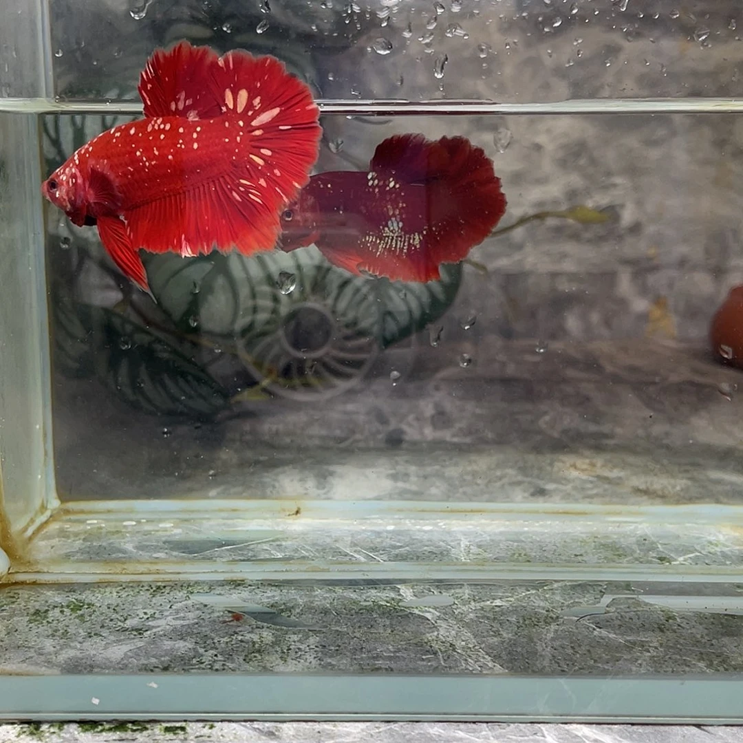 斗鱼育平斗鱼泰国斗鱼