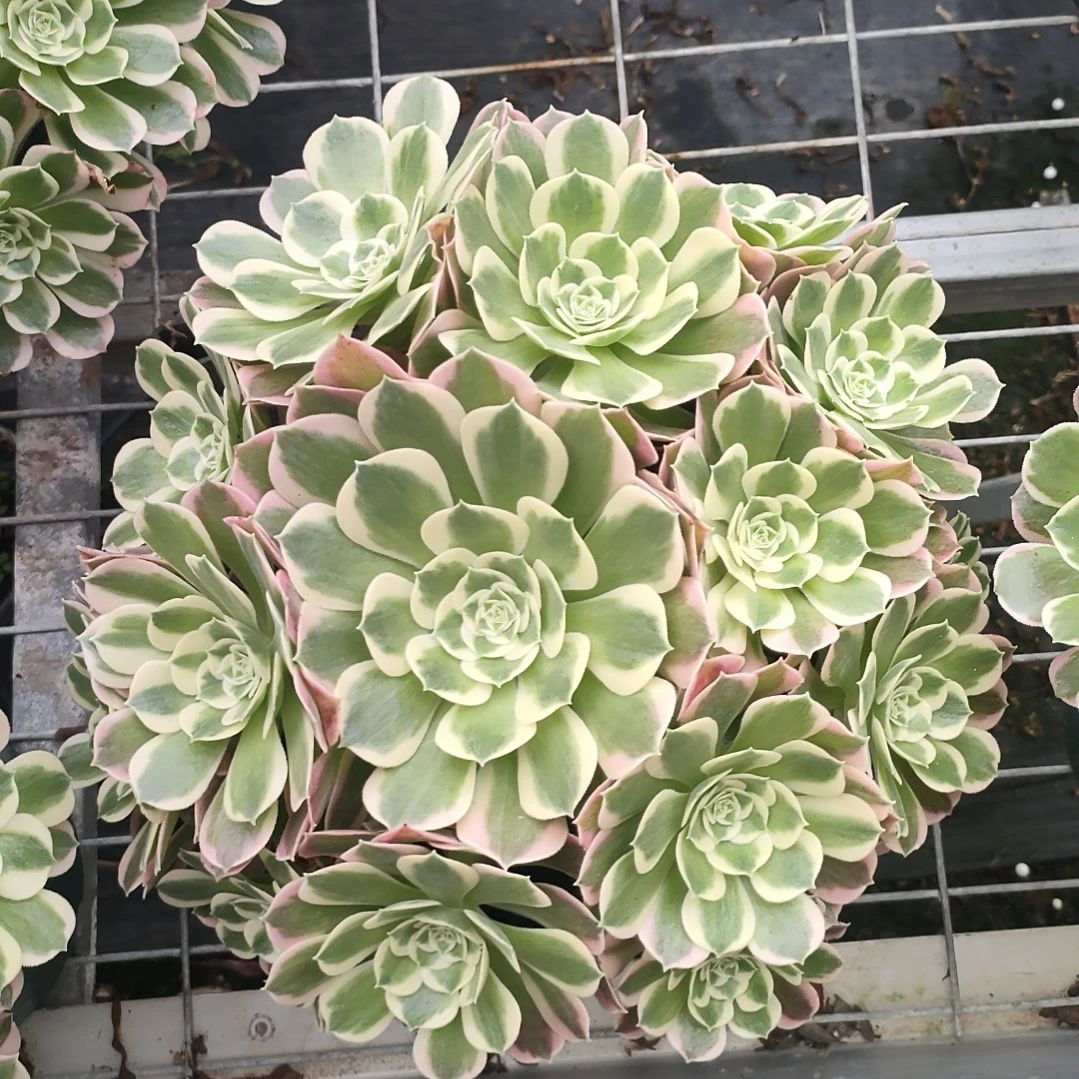 多肉法师锦白凤法师