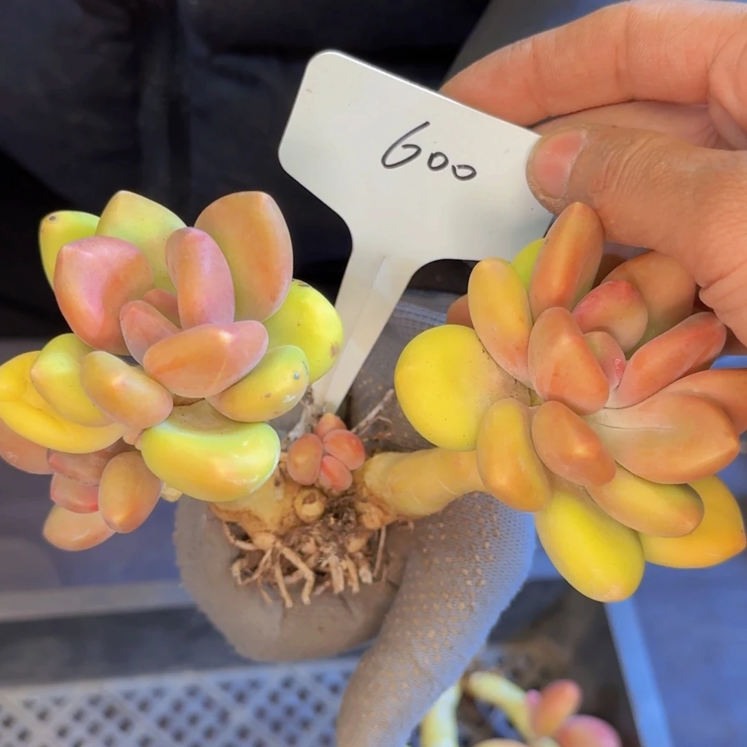 多肉植物的生长发育和生长