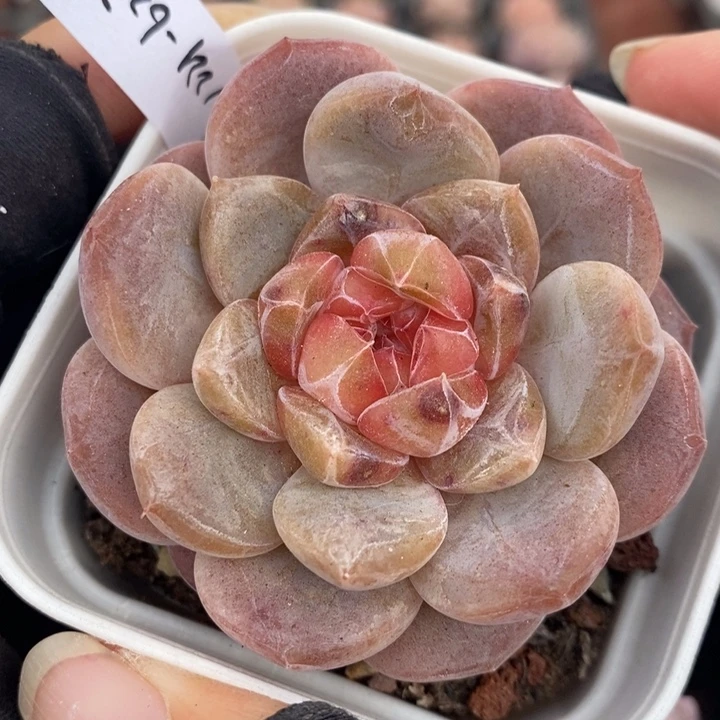 1221-627，粉魄多肉