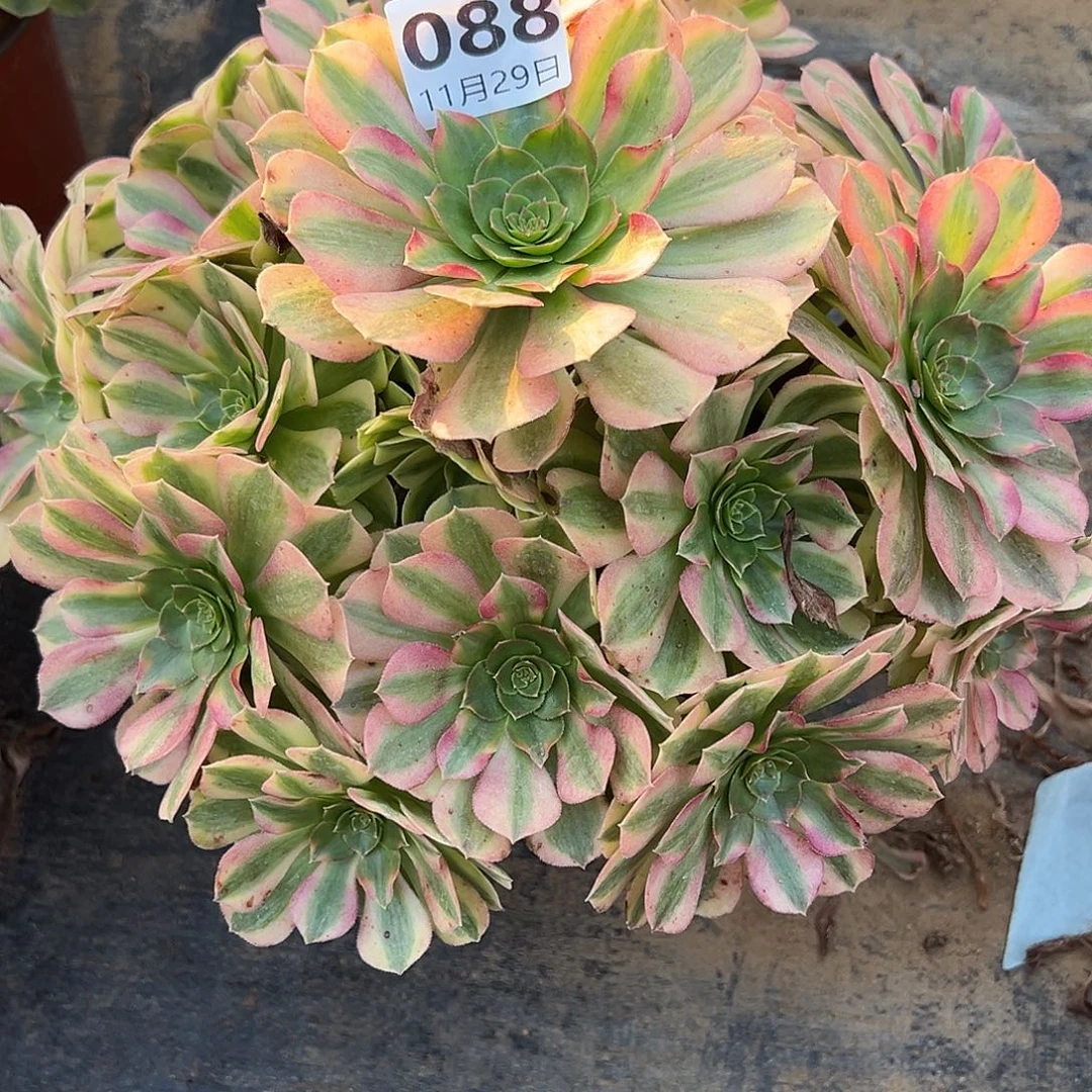 我***是11.29-88雨荷多肉植物